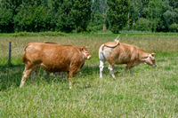img22